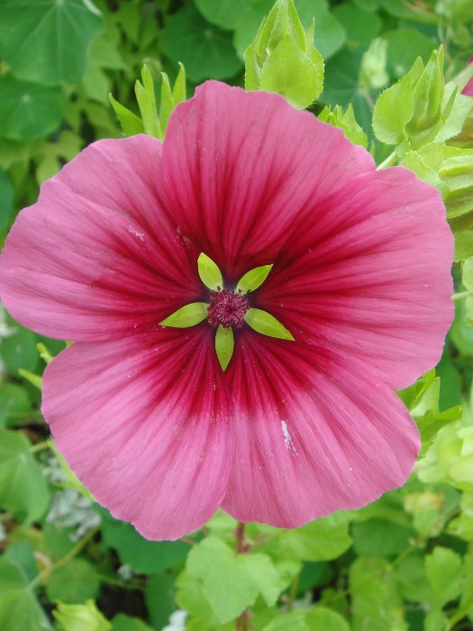 Malope trifida fleur (3)